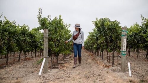 woman walking through vineyard in Napa