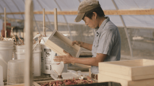 a man collecting seeds