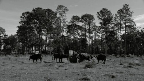 Farmer land image in black and white