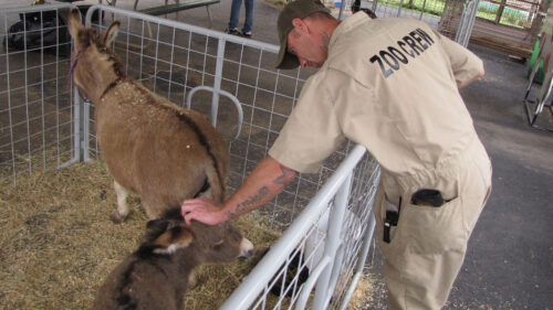 man in beige jump suit that reads Zoo Crew on the back petting goats at zoo
