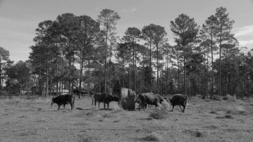 Six cows graze in an open pasture with tall pine trees in the background under a partly cloudy sky.
