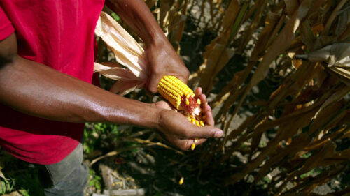 A person in a red shirt shucks a ripe ear of corn in a field.